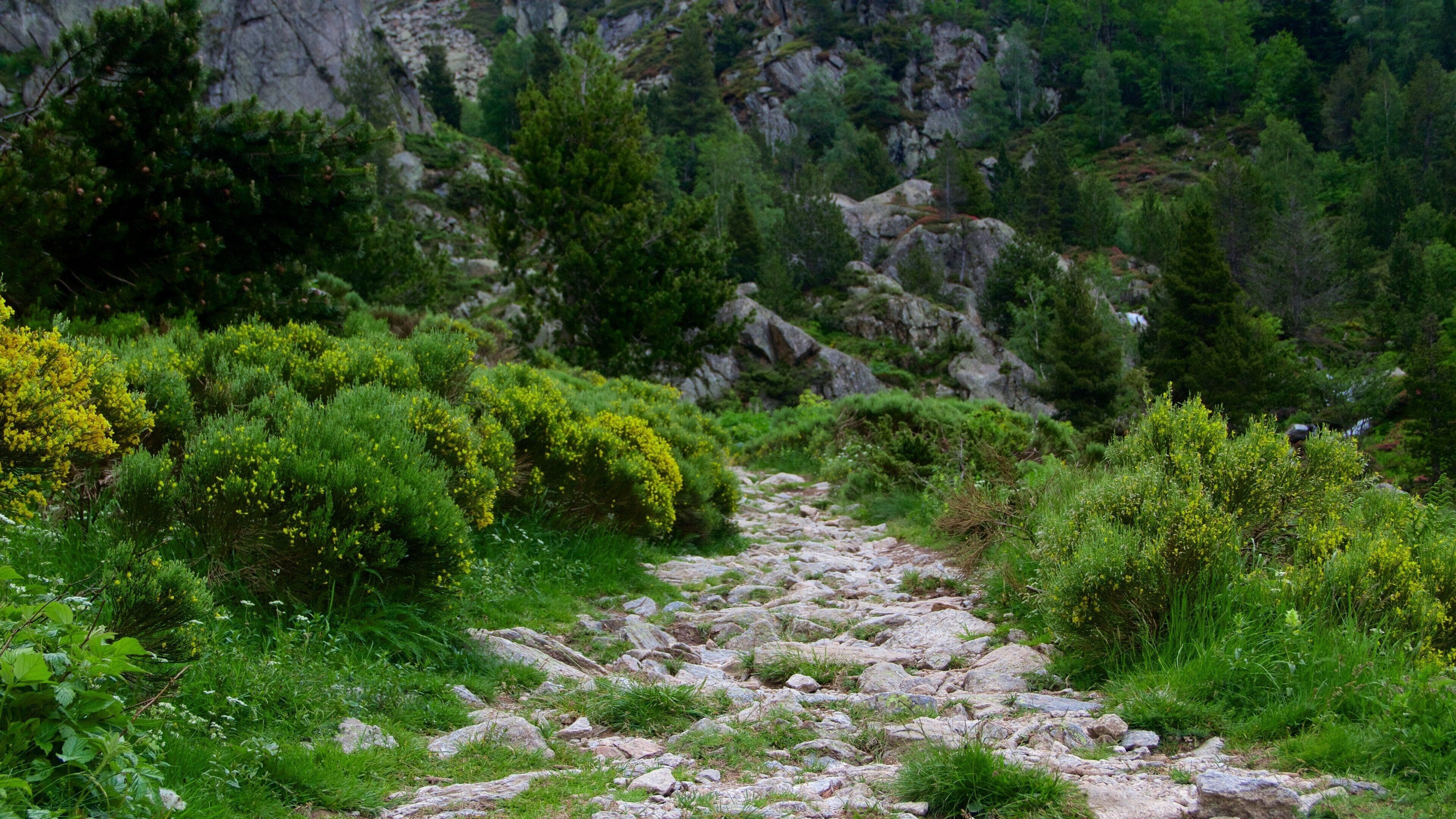 Soldeu featuring tranquil scenes and forests