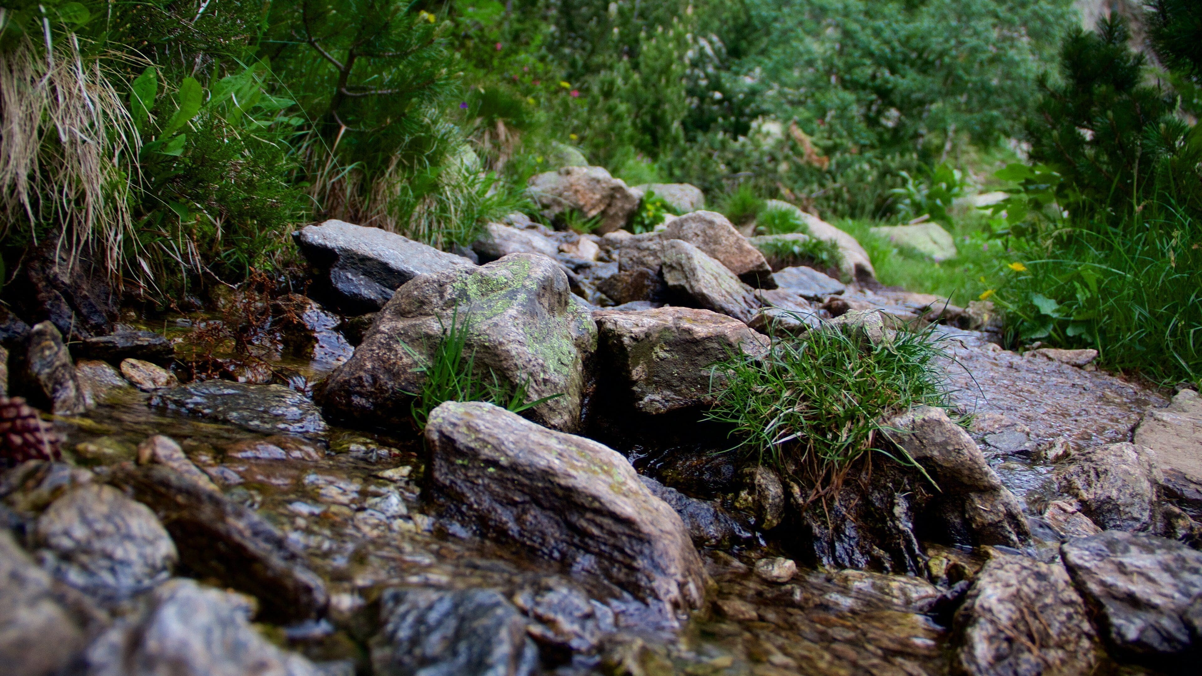 Un arroyo rocoso con piedras cubiertas de musgo y vegetación verde.