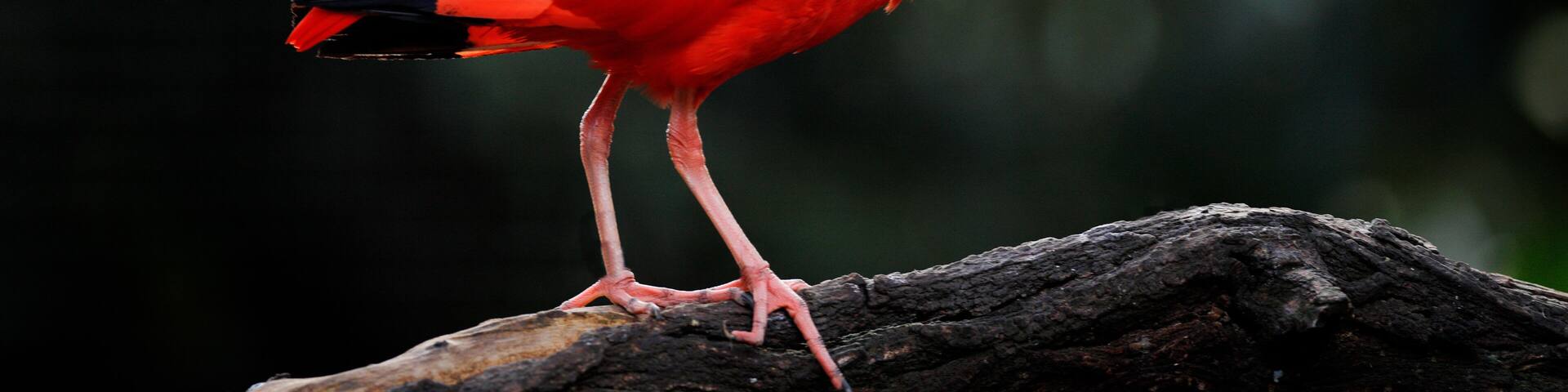Scarlet Ibis, Eudocimus ruber, exotic bird in the nature forest habitat. Red bird sitting on the tree branch, beautiful evening sun light, Caroni Swamp, Trinidad and Tobago. Ibis in the habitat.