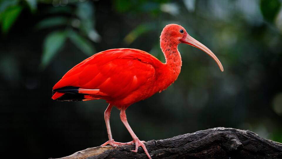 A red bird perched on a branch.