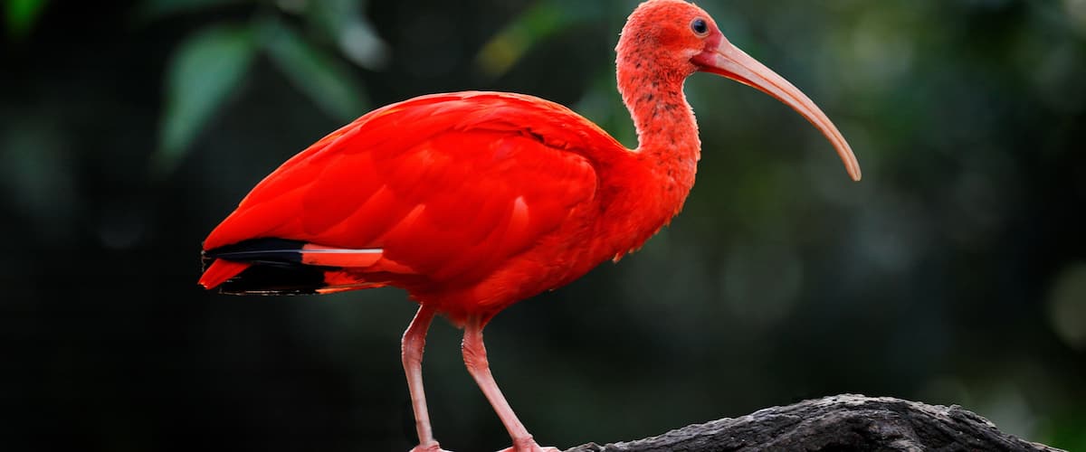 A red bird perched on a branch.