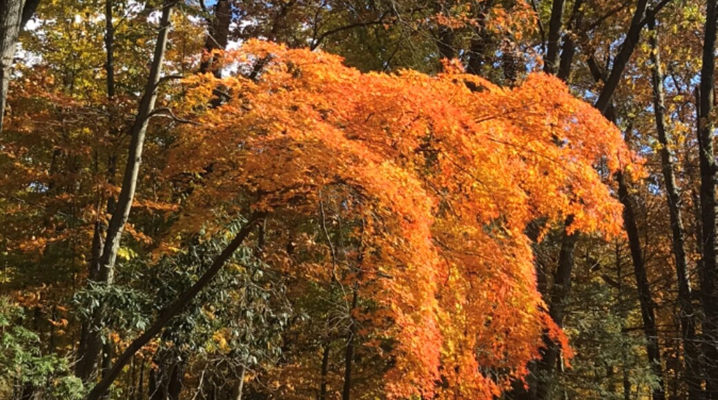 แซดเดิลริเวอร์