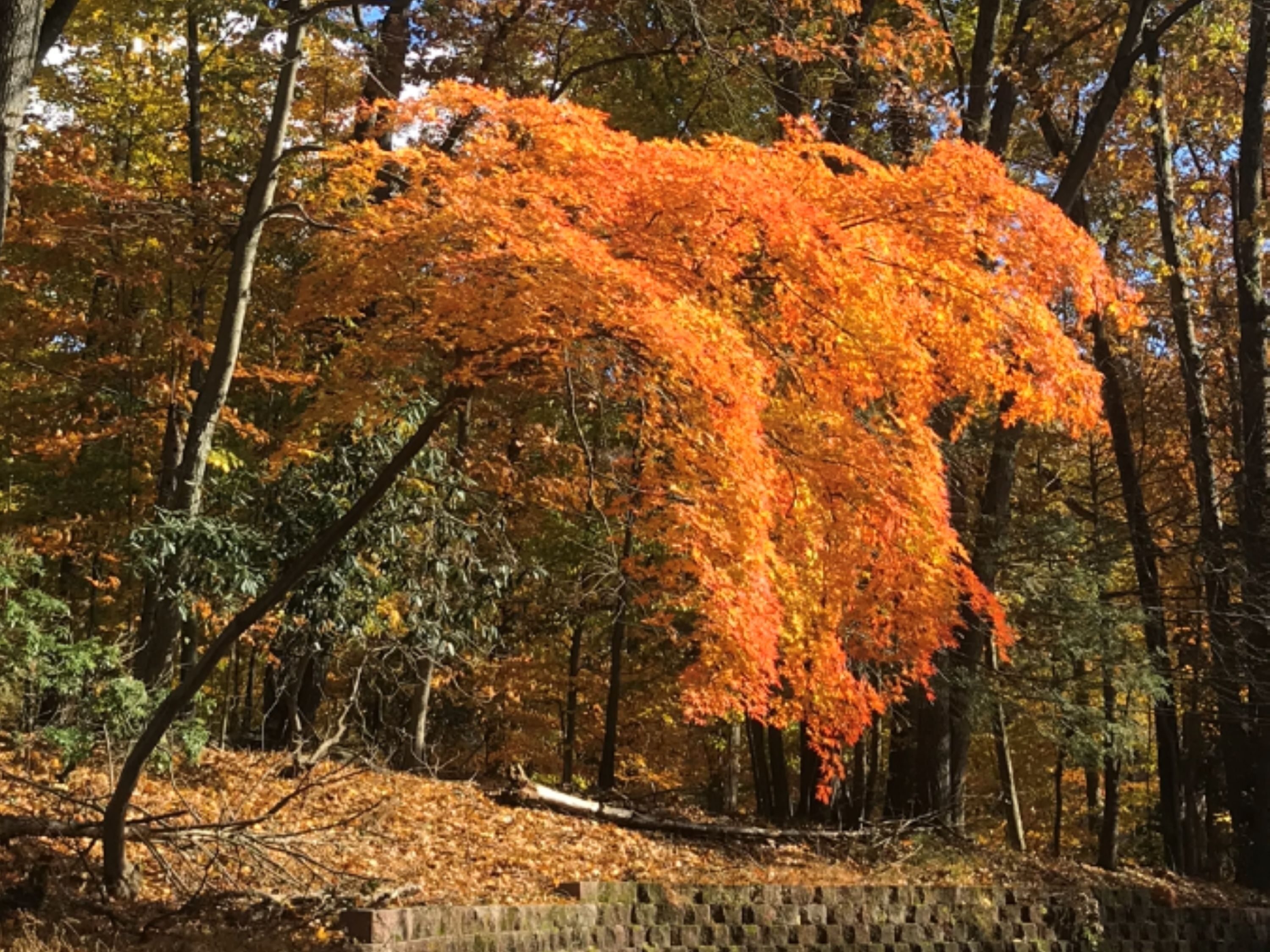 A forest with autumn foliage, a brick wall, and a fallen tree.