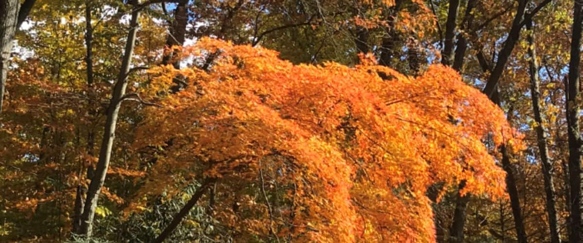 A forest with autumn foliage, a brick wall, and a fallen tree.