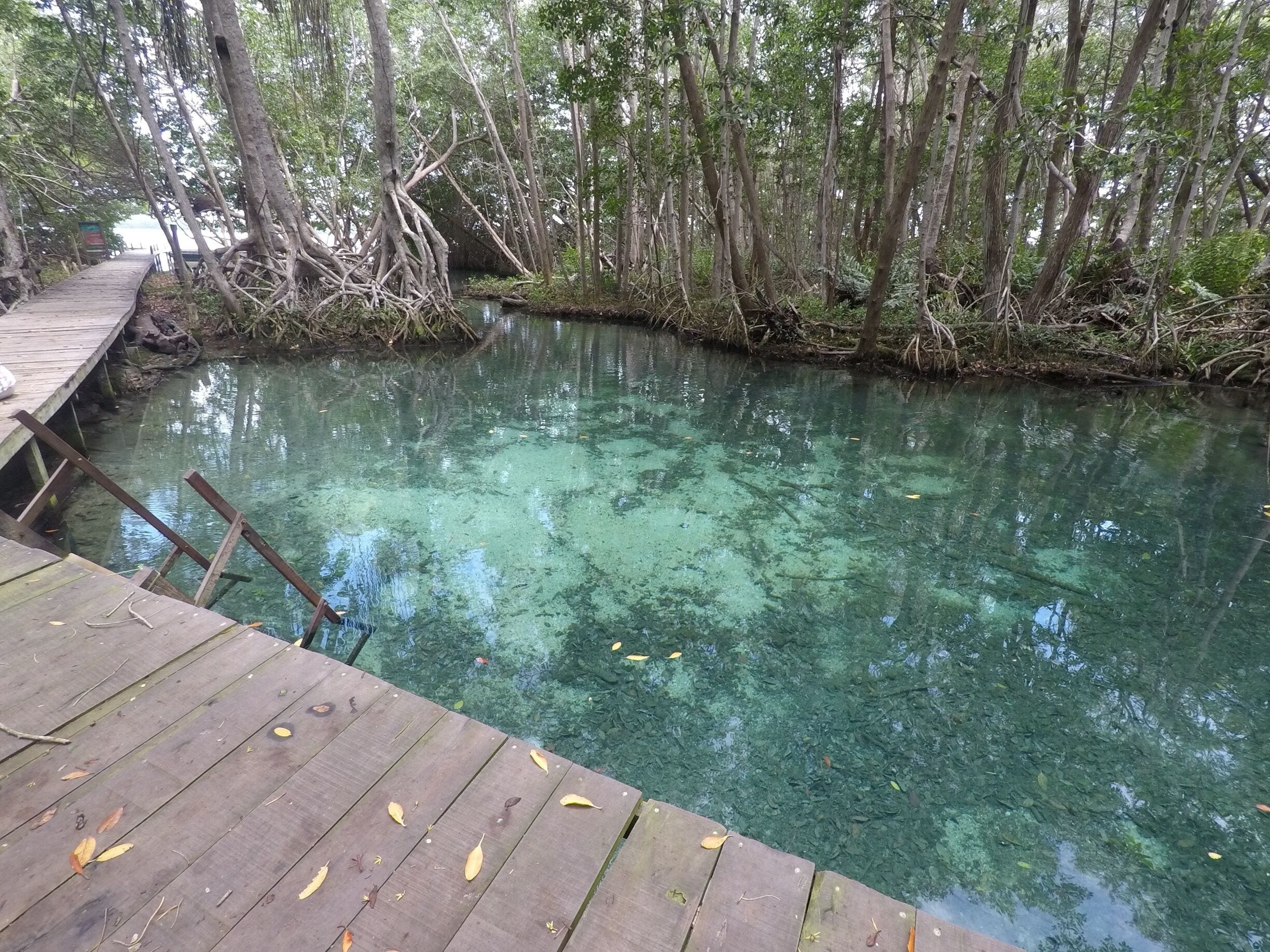 Sea level cenote where you can see the different kind of manglar