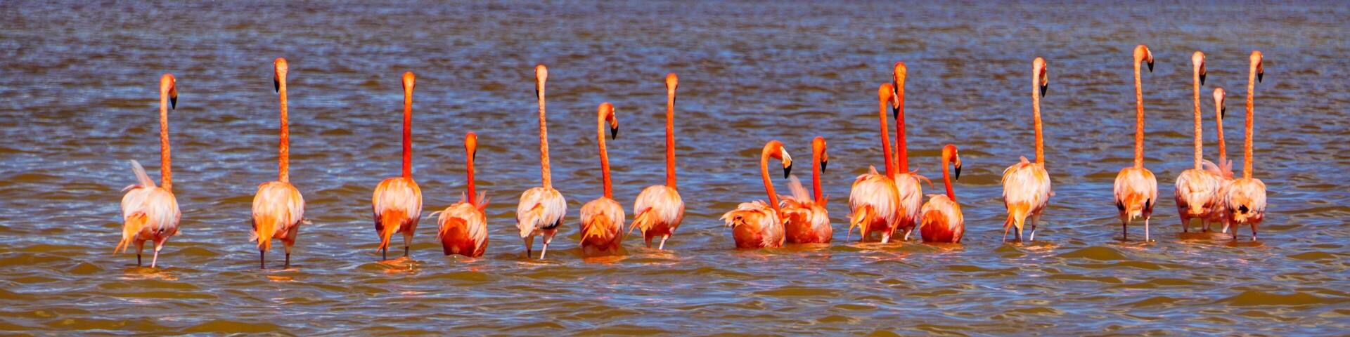When visiting Yucatan, a tour to see the flamingoes is a must. The colors are incredible #lifeatexpedia #tlotravel #celestun #yucatan