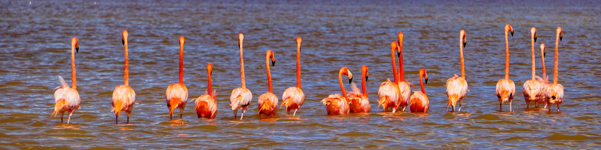 When visiting Yucatan, a tour to see the flamingoes is a must. The colors are incredible #lifeatexpedia #tlotravel #celestun #yucatan
