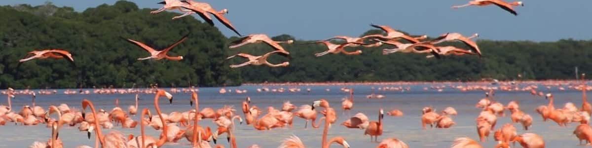 Un grand groupe de flamants roses se trouve dans une étendue d’eau peu profonde, avec des arbres en arrière-plan.