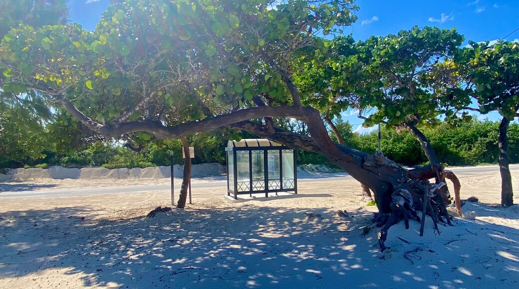 Seagrapes tree kissed by a sun at Colliers Beach, East End Grand Cayman