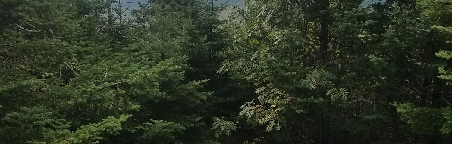 The remains of a b-29 bomber on the alpine trail headed to camels hump