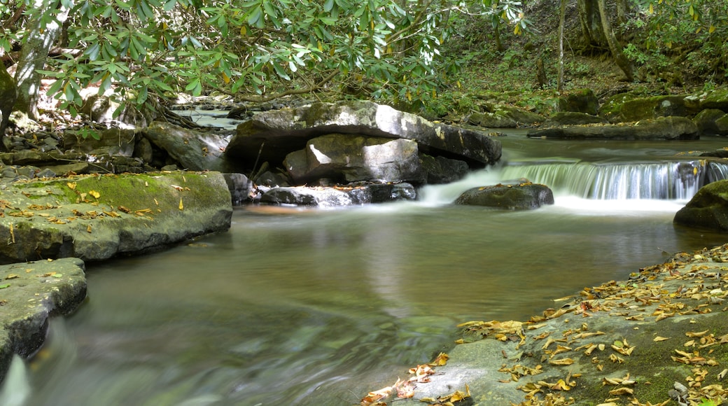 Mountain trout stream in Shenandoah National Park in the Blue Ridge Mountains of Virginia