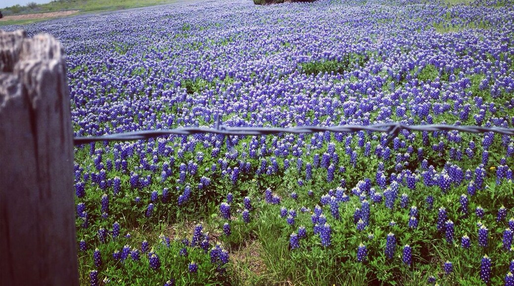 #TroveOn Roadside pitstop to pause, enjoy, and photograph a part of Texas's beautiful wildflower season. This photo does the bluebonnets justice, but it doesn't allow for the scope of the surrounding fields. When you see flowers in April/May that you like, take photos. You'll start a trend. 8 more cars stopped after us to follow suit. Hwy 290 and Old Kimbro Rd in Elgin between Austin and Houston.