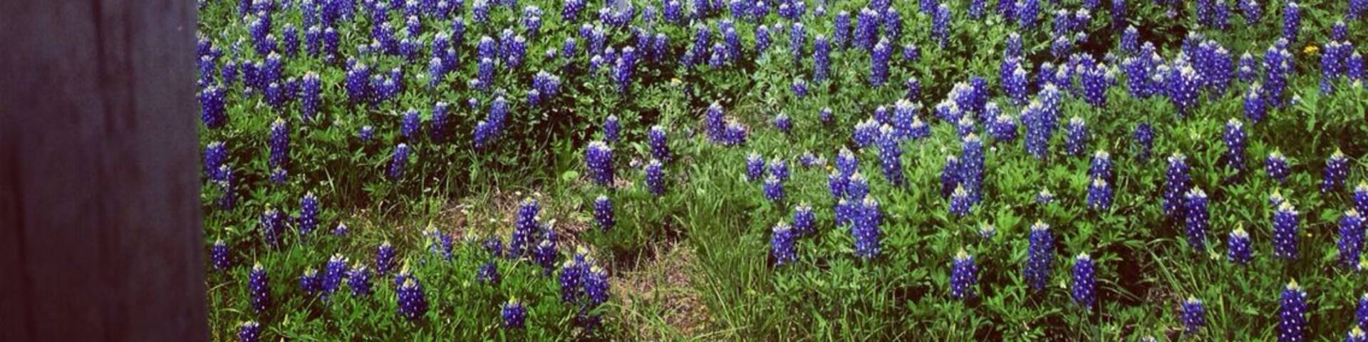 #TroveOn Roadside pitstop to pause, enjoy, and photograph a part of Texas's beautiful wildflower season. This photo does the bluebonnets justice, but it doesn't allow for the scope of the surrounding fields. When you see flowers in April/May that you like, take photos. You'll start a trend. 8 more cars stopped after us to follow suit. Hwy 290 and Old Kimbro Rd in Elgin between Austin and Houston.