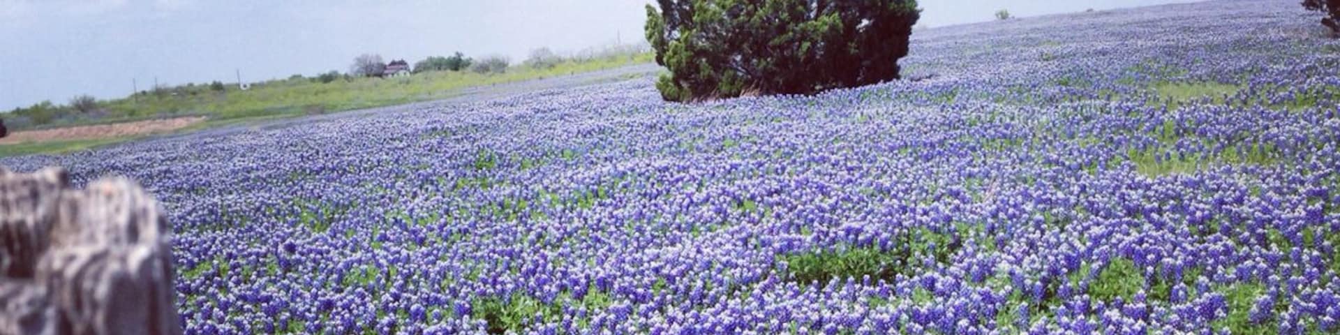 #TroveOn Roadside pitstop to pause, enjoy, and photograph a part of Texas's beautiful wildflower season. This photo does the bluebonnets justice, but it doesn't allow for the scope of the surrounding fields. When you see flowers in April/May that you like, take photos. You'll start a trend. 8 more cars stopped after us to follow suit. Hwy 290 and Old Kimbro Rd in Elgin between Austin and Houston.