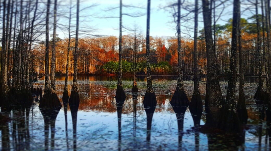 A cozy little cabin in the woods on a private lake. This was taken with the early morning sun just coming up.
#reflections