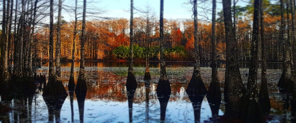 A forest with tall trees and a body of water reflecting the trees.