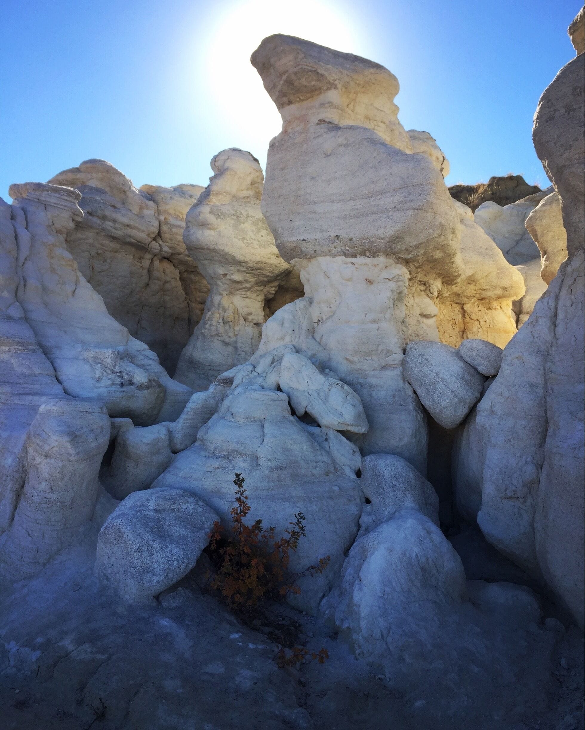A rock formation with layered structures and a small plant in the foreground.