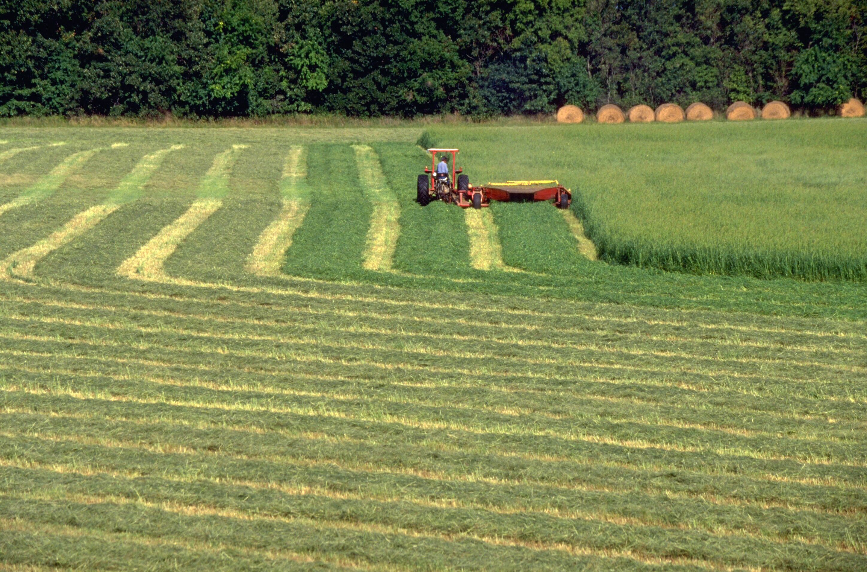 Mowing Hay