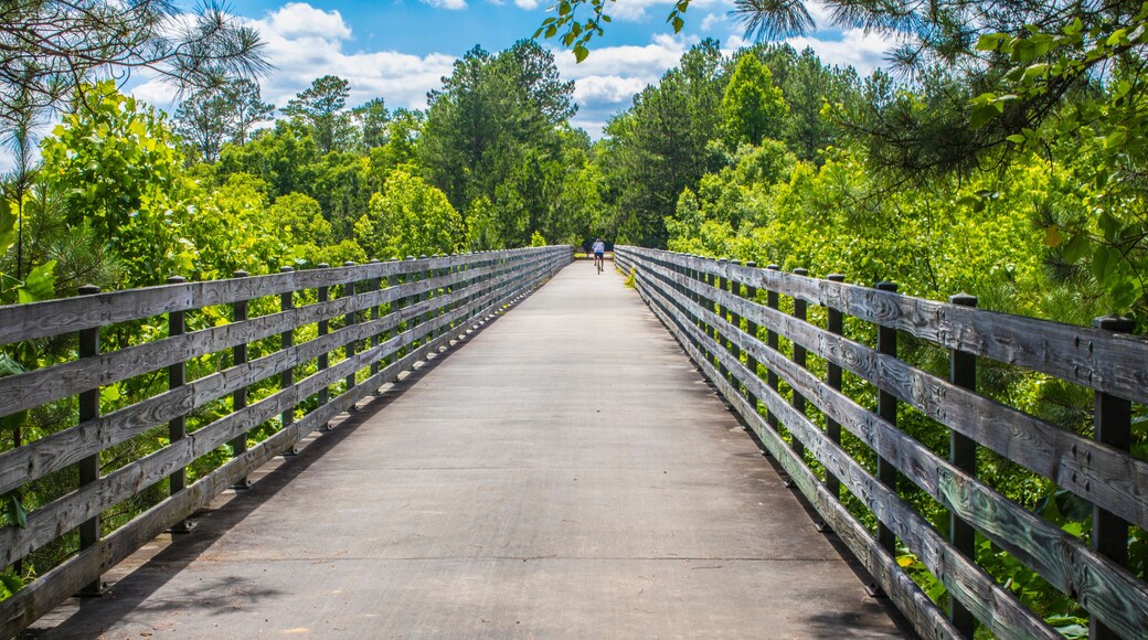 Nature along a 65 mile paved walking and hiking trail in north Georgia Silver Comet Trail