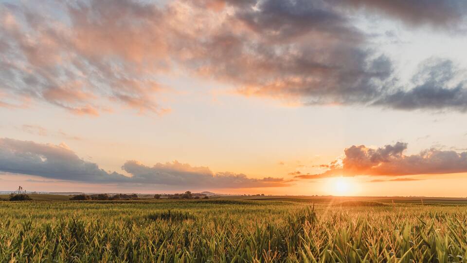 A sunset over a field of crops.