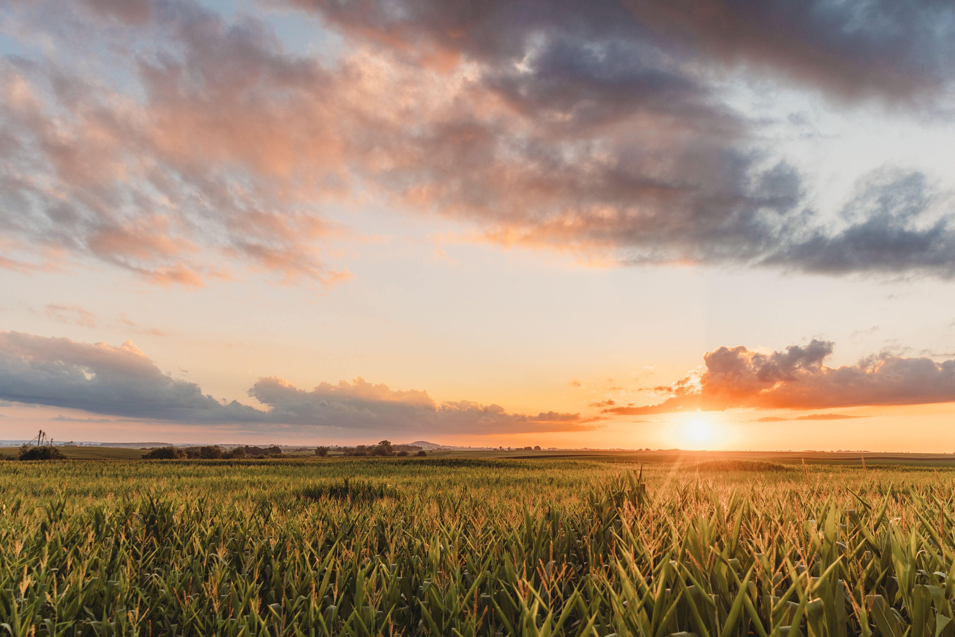 A sunset over a field of crops.