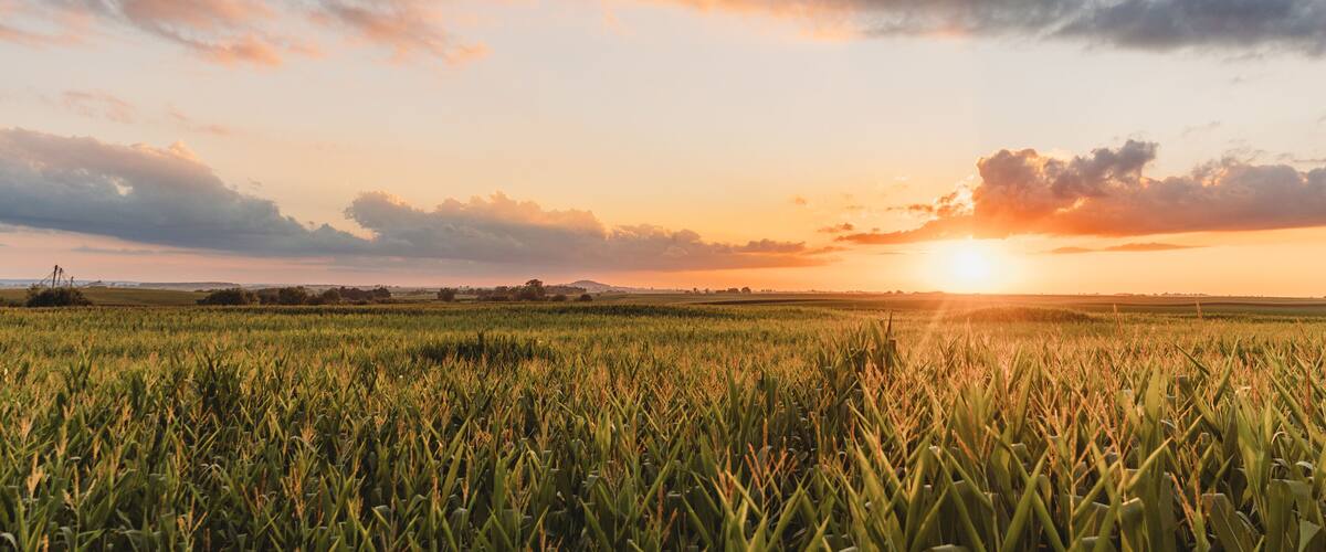 A sunset over a field of crops.