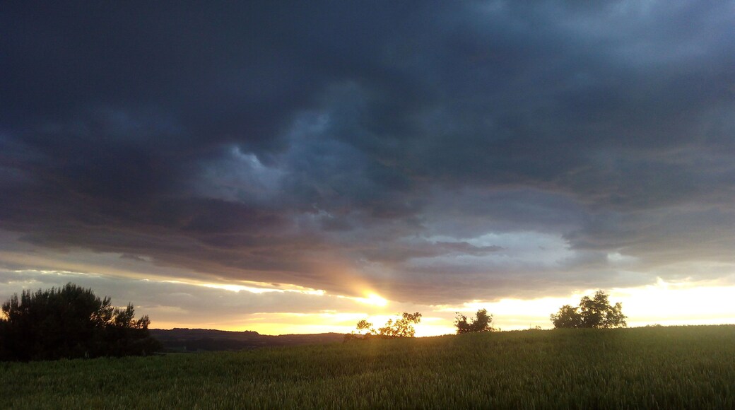 Cereals sota els últims rajos de Sol.
