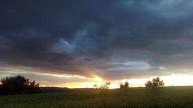 Cereals sota els últims rajos de Sol.