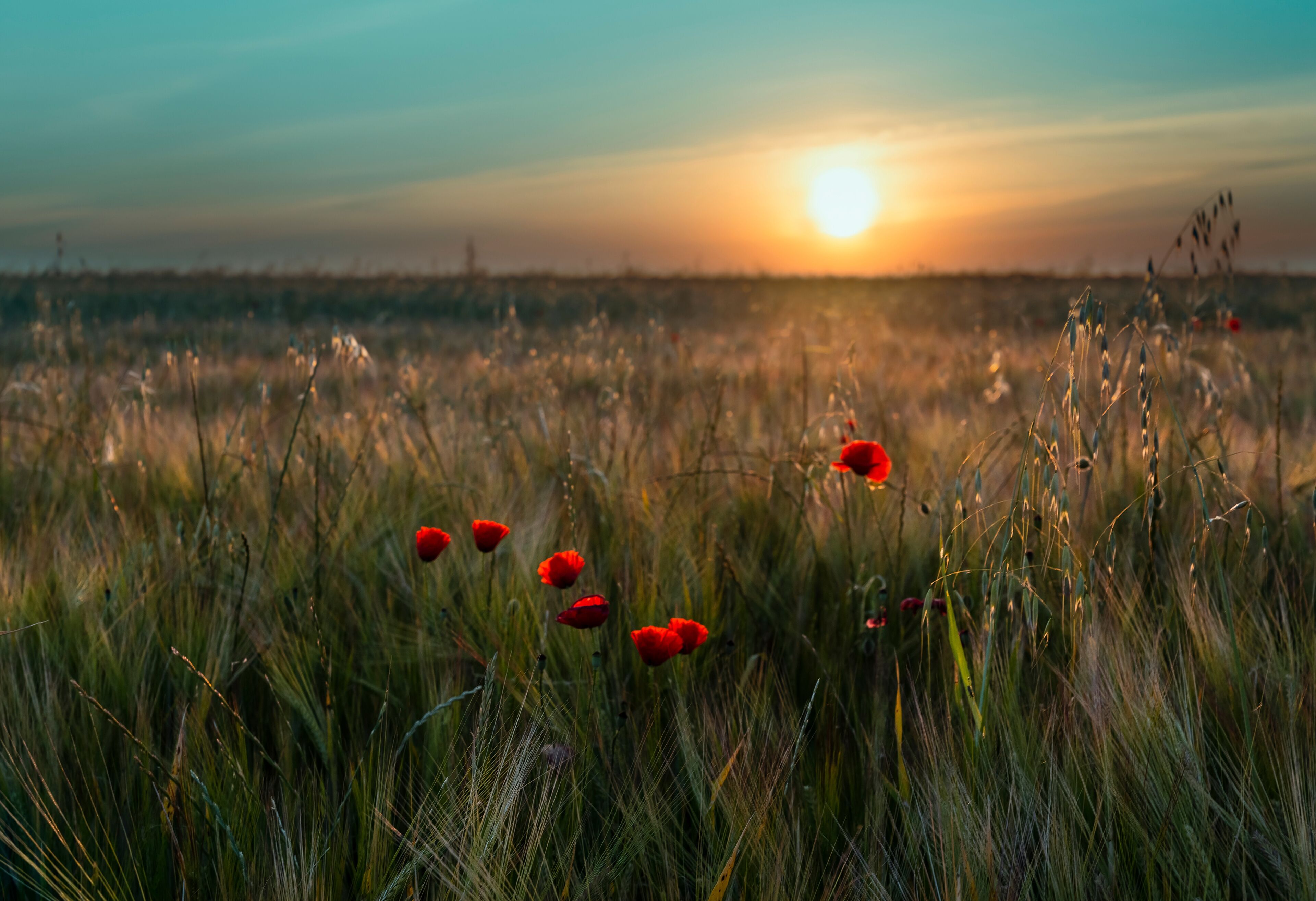 Amapolas entre el trigo en Pinto al amanecer. Madrid. España. Europa.