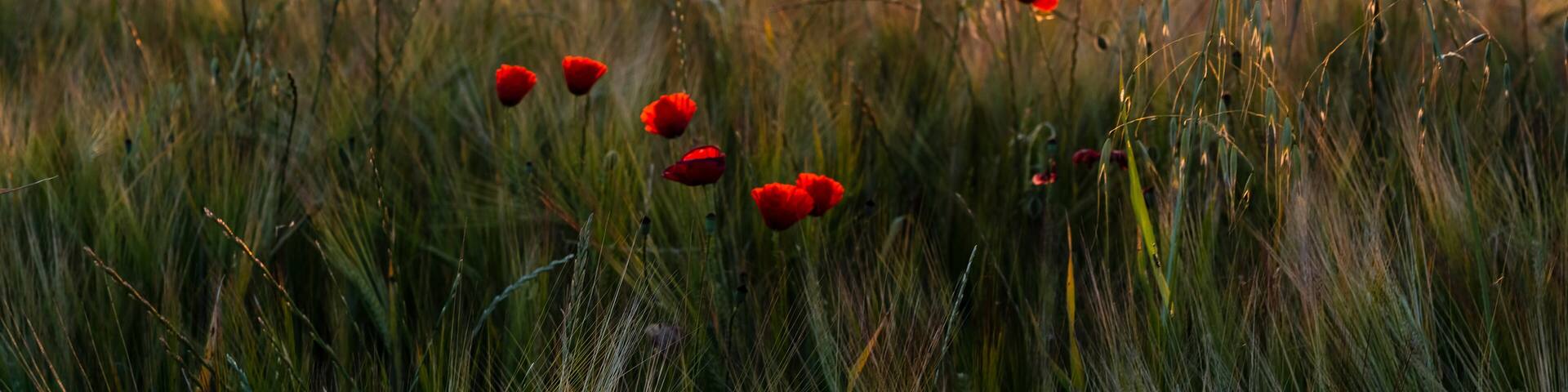 Amapolas entre el trigo en Pinto al amanecer. Madrid. España. Europa.