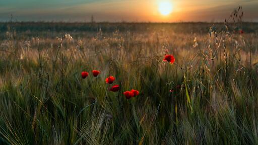 Amapolas entre el trigo en Pinto al amanecer. Madrid. España. Europa.