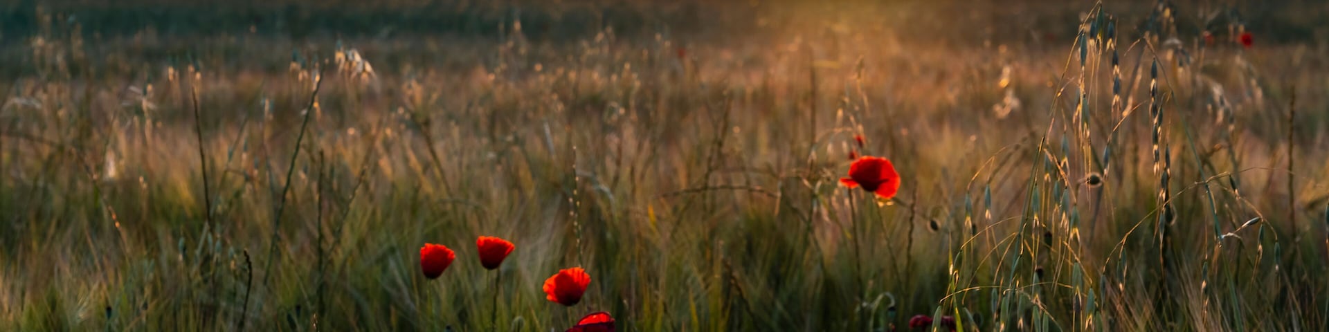 Amapolas entre el trigo en Pinto al amanecer. Madrid. España. Europa.