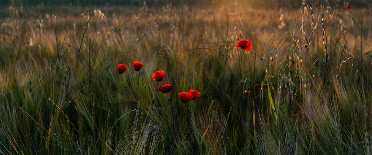 A sunset over a field with tall grasses and red flowers.
