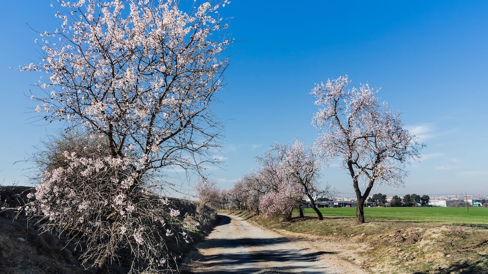 Camino con almendros en flor en Pinto. Madrid. España.