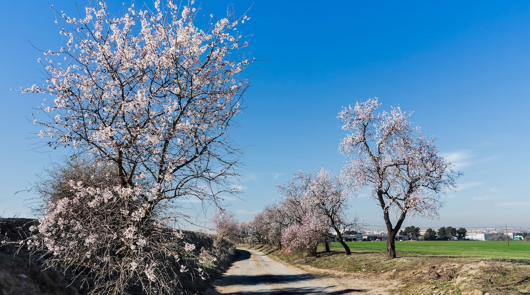 Camino con almendros en flor en Pinto. Madrid. España.