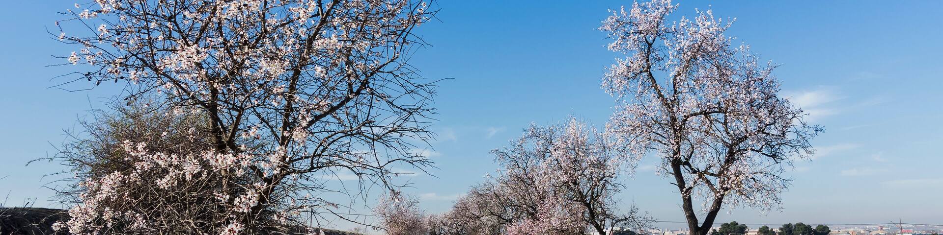 Camino con almendros en flor en Pinto. Madrid. España.