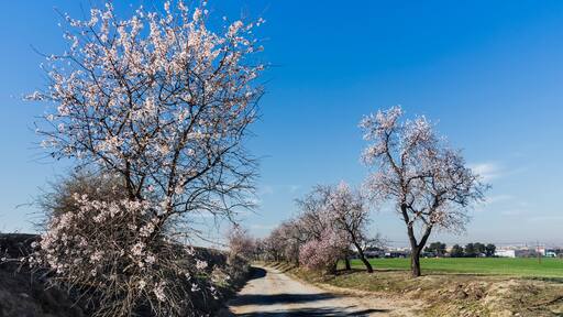 Camino con almendros en flor en Pinto. Madrid. España.