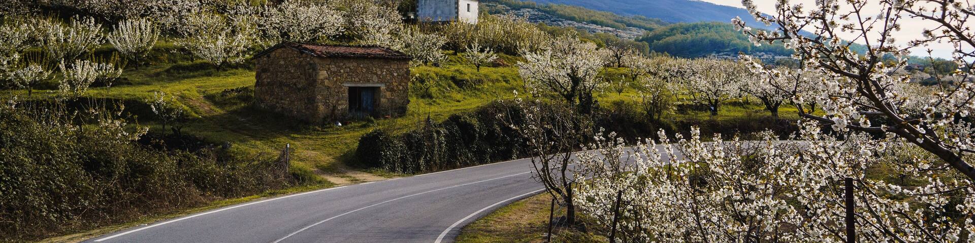 Cherry trees in Valle del Jerte, Cáceres, Spain.