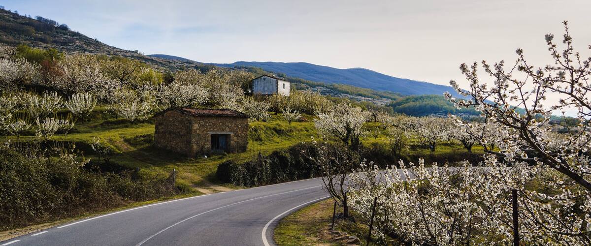 A rural road curving through a valley with blooming trees and a stone house.