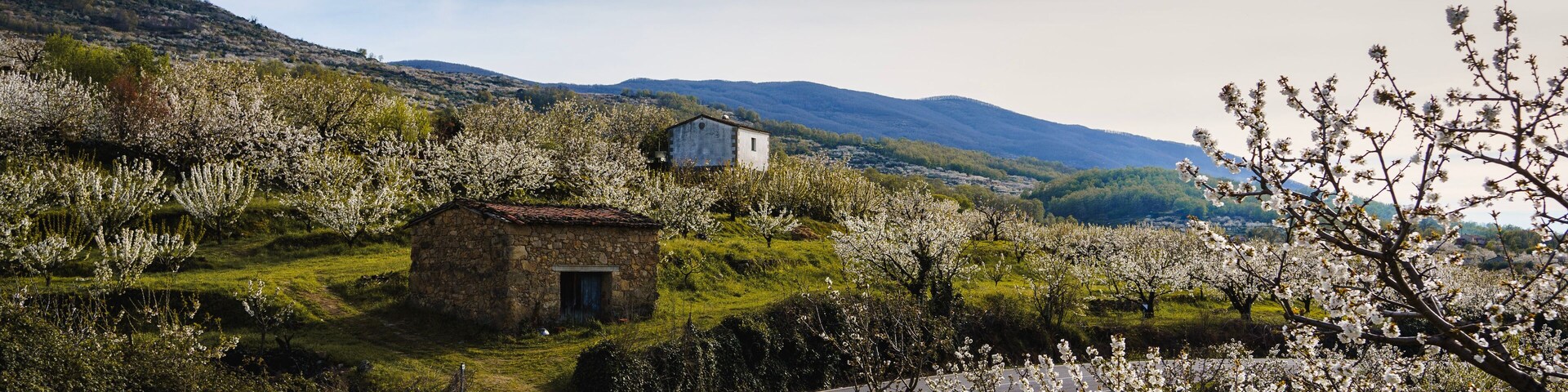 A rural road curving through a valley with blooming trees and a stone house.
