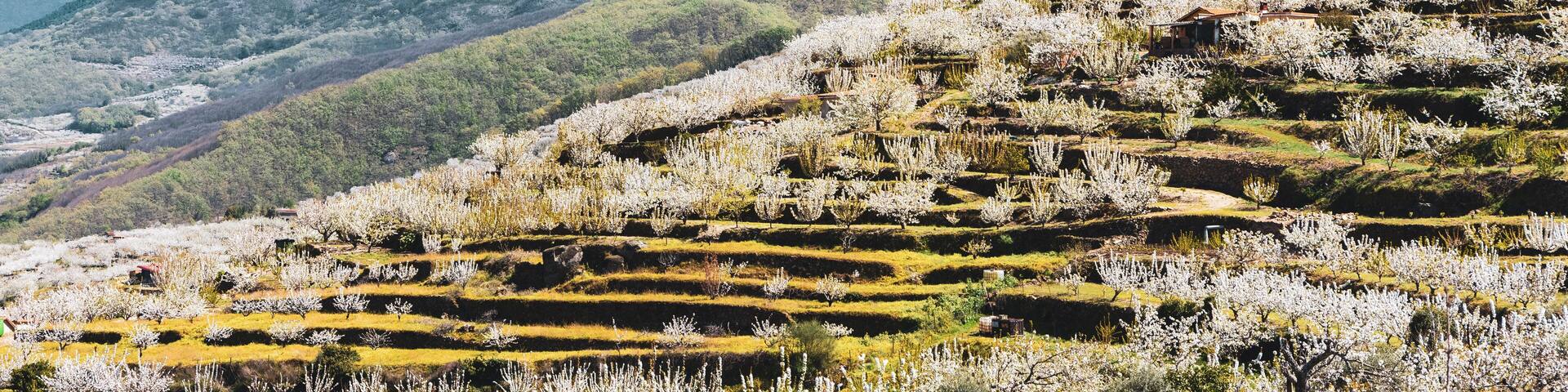 Jerte vale, Estramadura in Spain in spring, cherry blossom