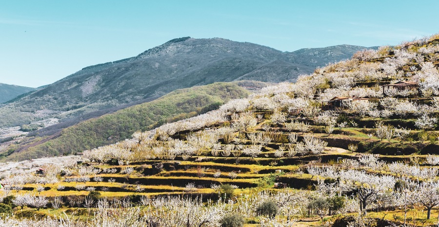 Jerte vale, Estramadura in Spain in spring, cherry blossom