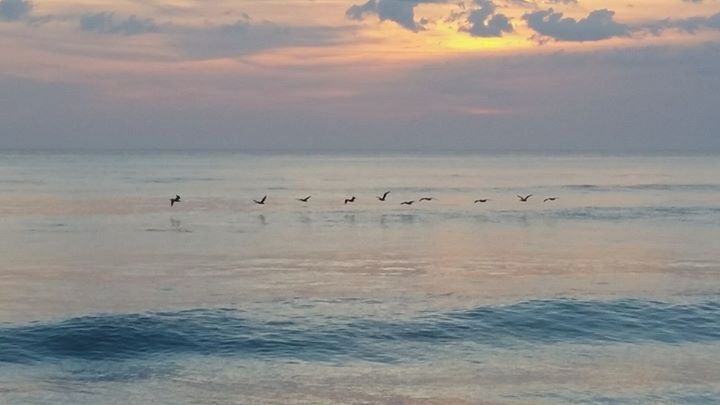 Pelican squadron flying the shoreline at sunrise. Get a good coffee and enjoy 