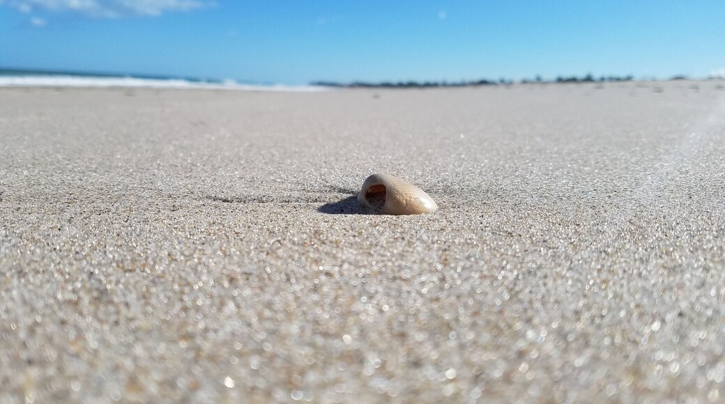 From our walk along Vero Beach