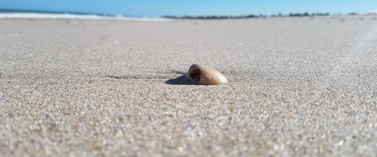 From our walk along Vero Beach