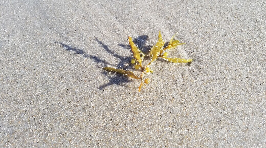 Some pictures I took while walking along Vero Beach, Florida