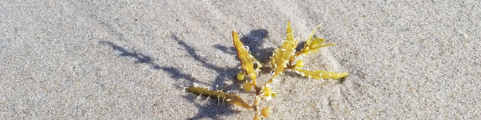 Some pictures I took while walking along Vero Beach, Florida