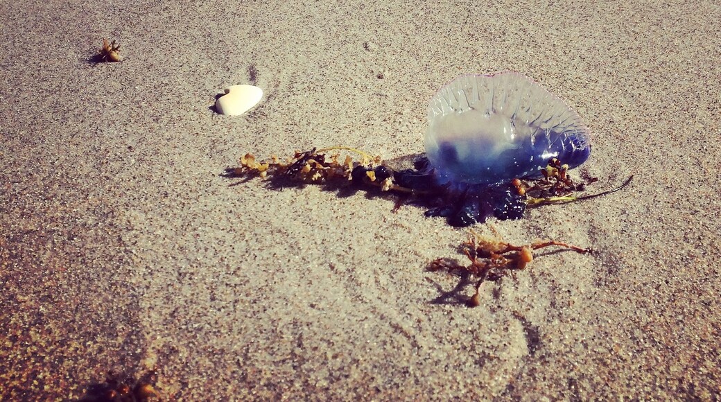 Man'o war #BeachBound