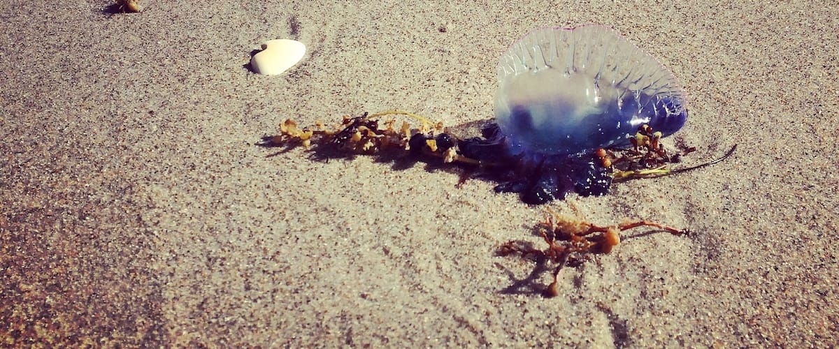 Man'o war  #BeachBound
