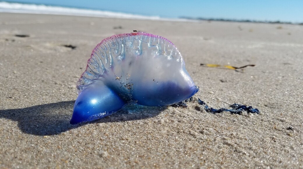 Condado de Indian River